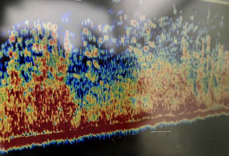 South Current 釣果