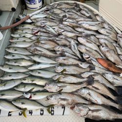 オーシャンスター(Ocean Star) 釣果