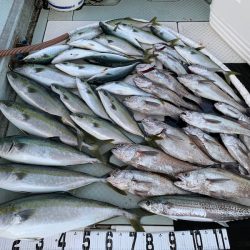 オーシャンスター(Ocean Star) 釣果