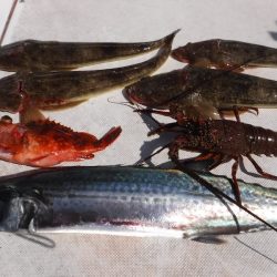 JDI Racing シールズマリンレジャー 釣果