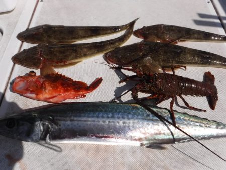 JDI Racing シールズマリンレジャー 釣果