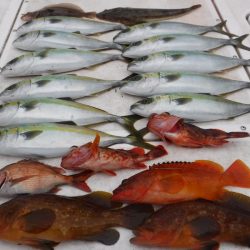 JDI Racing シールズマリンレジャー 釣果