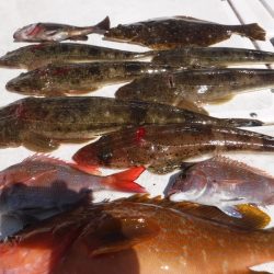 JDI Racing シールズマリンレジャー 釣果