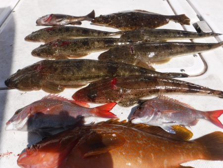 ＪＤＩ　Ｒａｃｉｎｇ　シールズマリンレジャ…