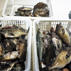 KIM Fishing Guide Service 釣果