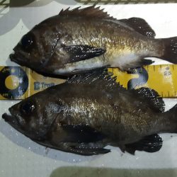 KIM Fishing Guide Service 釣果