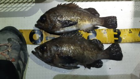 KIM Fishing Guide Ser…