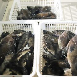 KIM Fishing Guide Service 釣果