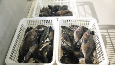 KIM Fishing Guide Service 釣果