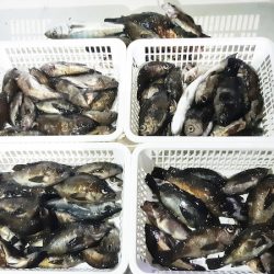 KIM Fishing Guide Service 釣果