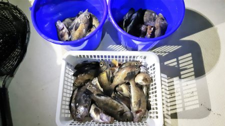 KIM Fishing Guide Ser…