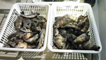 KIM Fishing Guide Ser…