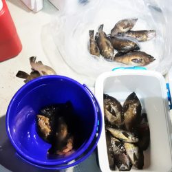 KIM Fishing Guide Service 釣果