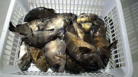 KIM Fishing Guide Ser…