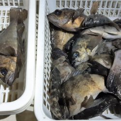 KIM Fishing Guide Service 釣果