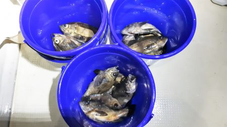 KIM Fishing Guide Ser…