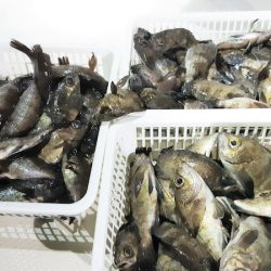 KIM Fishing Guide Service 釣果