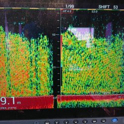 深川 吉野屋 釣果