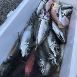 もと明丸 釣果