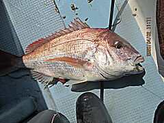 遊漁船 未紗奈 釣果