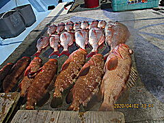 遊漁船 未紗奈 釣果