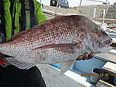 遊漁船 未紗奈 釣果