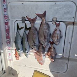 タイラバ　しぶしぶ