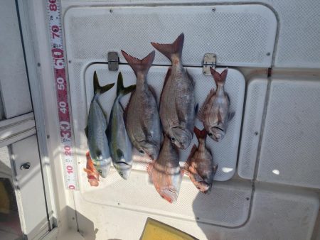 タイラバ　しぶしぶ