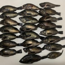 激流メバリング