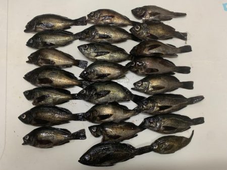 激流メバリング