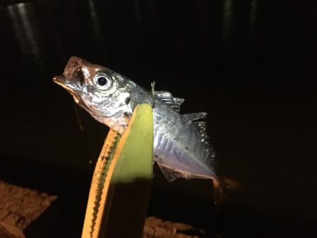 自粛なんですが…