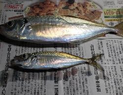 ささっとアジ調査