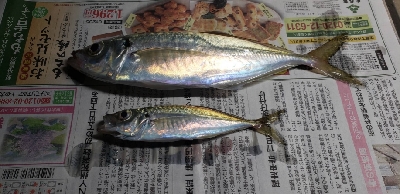 ささっとアジ調査