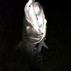 ミノーでゲット