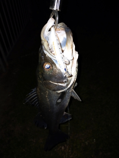 ミノーでゲット