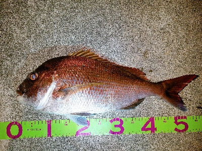 根魚狙いで真鯛。