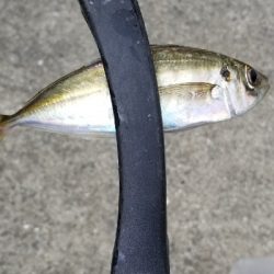 久しぶりのアジング