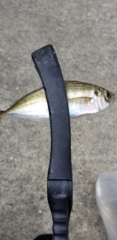 久しぶりのアジング