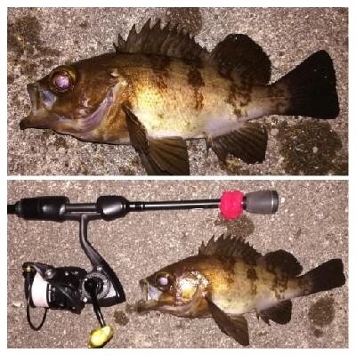 メバリング1845〜1927