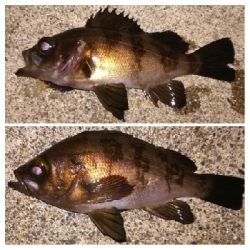 メバリング1840〜1920