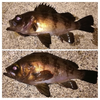 メバリング1840〜1920