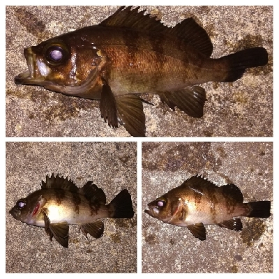 メバリング1840〜1915