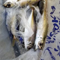 アジング　朝マズメ