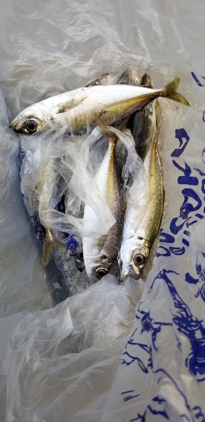 アジング　朝マズメ