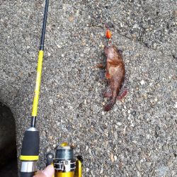 穴釣りで爆釣!!