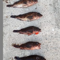 再び穴釣りで爆釣！！