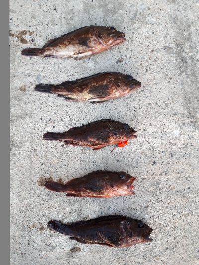 再び穴釣りで爆釣！！