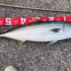 夕マズメに砂地狙いでまさかのメジロ！