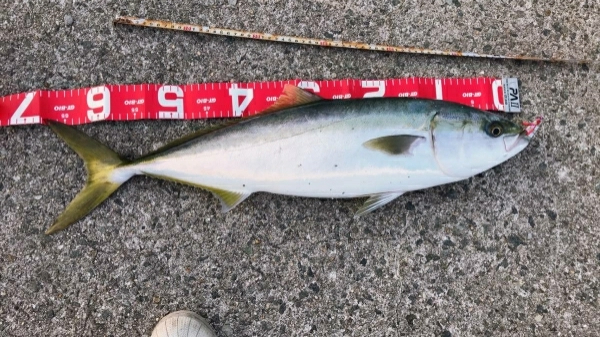 夕マズメに砂地狙いでまさかのメジロ！