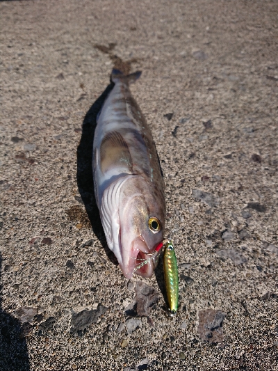ホッケシーズン開幕！